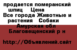 продается померанский шпиц  › Цена ­ 35 000 - Все города Животные и растения » Собаки   . Амурская обл.,Благовещенский р-н